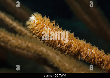 Un bâton de mer géant aux polypes, un corail doux dans la mer des Caraïbes autour de Bonaire. Photo D.V. Banque D'Images