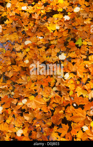 Les feuilles d'automne dans la fontaine Médicis, Jardin du Luxembourg, Paris France Banque D'Images