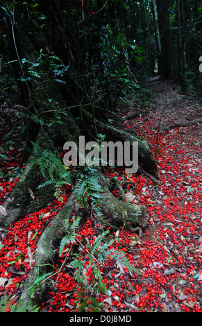 Fallen fleurs de kurrajong flamme Brachychiton acerifolius) (autour de la base de l'arbre, Border Track, Parc National de Lamington Banque D'Images