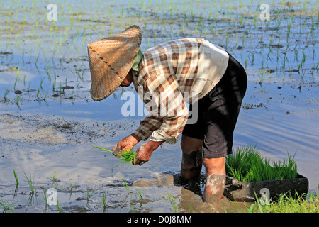 Le repiquage du riz paysan portant un chapeau conique, près d'Ubud. Bali, Indonésie Banque D'Images