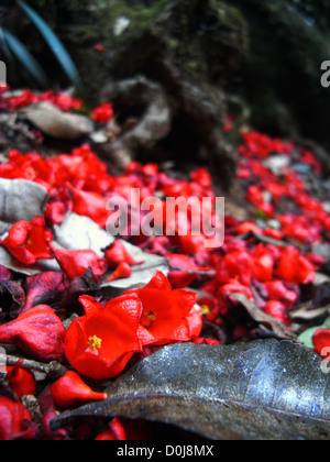 Fallen flame tree fleurs sur le sol de la forêt tropicale, la Binna Burra, Parc National de Lamington, Queensland, Australie Banque D'Images