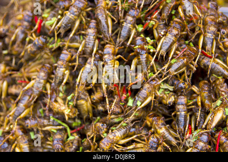 Bug connu de l'Asie de l'alimentation Banque D'Images