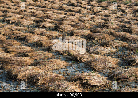 Couper les plants de riz en attente d'être recueillis pour la volée dans la campagne de l'Inde rurale. L'Andhra Pradesh, Inde Banque D'Images