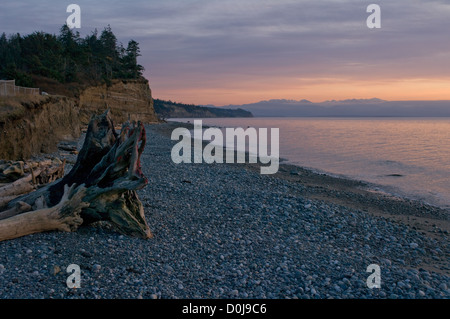 Un grand bois de racine de l'arbre repose sur la côte de la baie de mutinerie (Puget Sound) au coucher du soleil sur l'île de Whidbey, État de Washington, USA. Banque D'Images