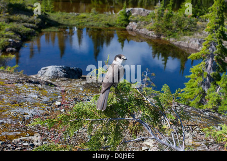 Mésangeai du Canada (Perisoreus canadensis) perché dans un arbre à Forbidden Plateau, le parc Strathcona, BC,Canada avec sous-alpine tarn derrière Banque D'Images