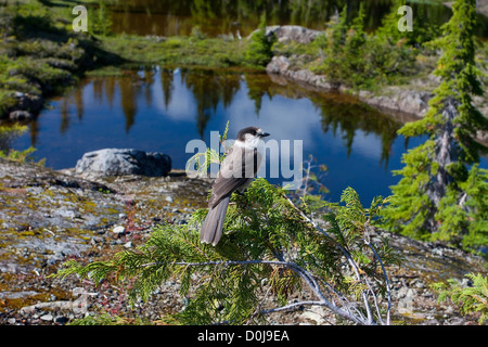 Mésangeai du Canada (Perisoreus canadensis) perché dans un arbre à Forbidden Plateau, le parc Strathcona, BC,Canada avec sous-alpine tarn derrière Banque D'Images