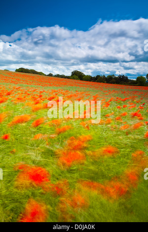 Coquelicots dans un champ de pavot Graines commerciales dans le Northumberland. Banque D'Images