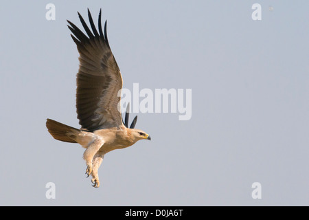 Aigle (Aquila rapax) s'envolent près de Bikaner, Rajasthan, India Banque D'Images