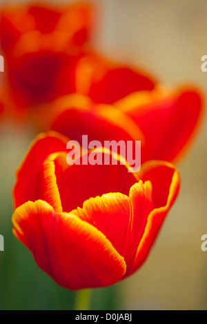 Détail de la floraison des tulipes. Banque D'Images