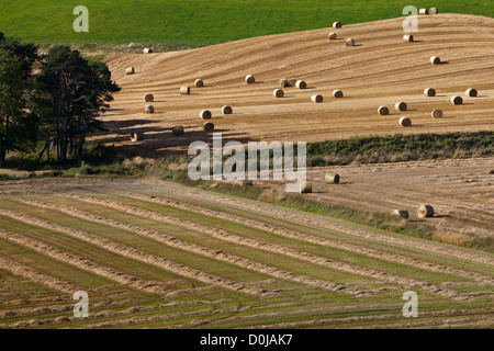 Terres agricoles de l'Aberdeenshire. Banque D'Images