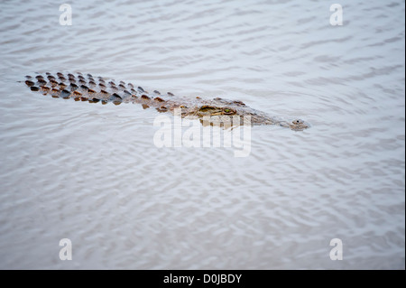 Un crocodile d'Afrique, en partie submergé dans l'eau Banque D'Images