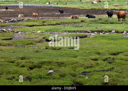 Le pâturage du bétail sur l'île de Skye. Banque D'Images