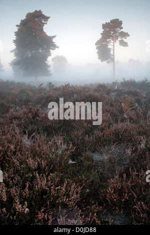 Un matin d'automne brumeux sur Hollesley commun dans le Suffolk. Banque D'Images