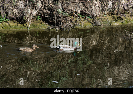 Les tortues à carapace molle et les oiseaux le long de la rivière Alexander, qui découle de la Samarie à la Méditerranée . Banque D'Images