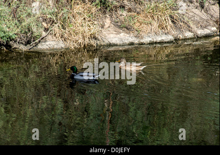 Les tortues à carapace molle et les oiseaux le long de la rivière Alexander, qui découle de la Samarie à la Méditerranée . Banque D'Images