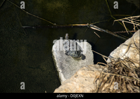 Les tortues à carapace molle et les oiseaux le long de la rivière Alexander, qui découle de la Samarie à la Méditerranée . Banque D'Images