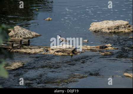 Les tortues à carapace molle et les oiseaux le long de la rivière Alexander, qui découle de la Samarie à la Méditerranée . Banque D'Images