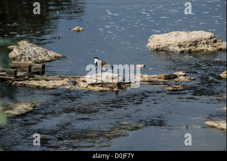 Les tortues à carapace molle et les oiseaux le long de la rivière Alexander, qui découle de la Samarie à la Méditerranée . Banque D'Images