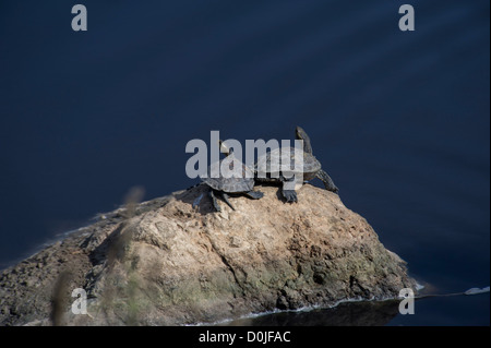 Les tortues à carapace molle et les oiseaux le long de la rivière Alexander, qui découle de la Samarie à la Méditerranée . Banque D'Images