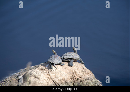 Les tortues à carapace molle et les oiseaux le long de la rivière Alexander, qui découle de la Samarie à la Méditerranée . Banque D'Images