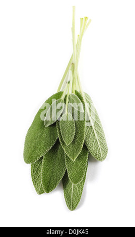 Feuilles de sauge fraîches isolées sur fond blanc Banque D'Images