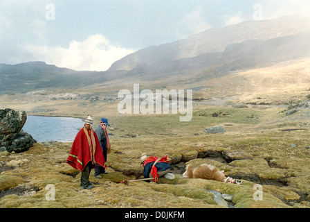 Sacrifice de lama dans la cordillère Apolobamba Banque D'Images