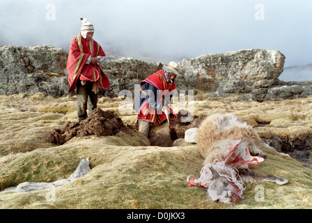 Sacrifice de lama dans la cordillère Apolobamba Banque D'Images