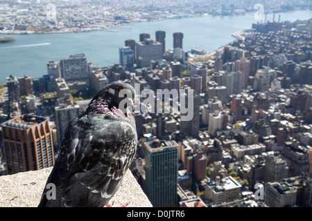 Pigeon sur haut de l'Empire State Building à New York Banque D'Images