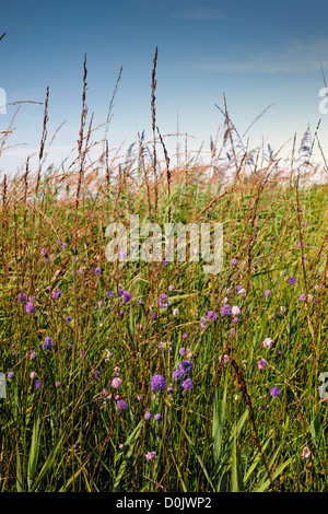 Fleurs sauvages poussant sur Wicken Fen qui est l'un des derniers fragments de gauche fenland dans l'East Anglia. Banque D'Images