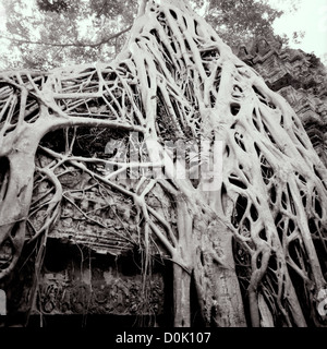 La photographie de voyage - Banyan géant Strangler Fig Tree au Temple de Ta Prohm dans les Temples d'Angkor au Cambodge en Indochine Asie du Sud-Est Extrême-Orient Banque D'Images