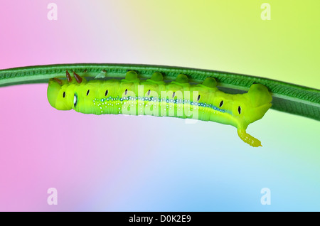 Oleander Caterpillar Hawk-moth (Daphnis nerii) en vertu de l'Oleander leaf Banque D'Images