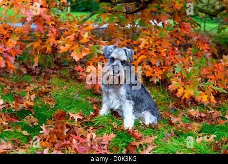 Gris mignon zwergschnauzer in autumn park Banque D'Images