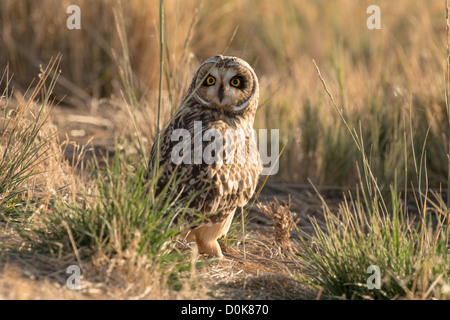 Stock photo d'un court-eared Owl assis sur le sol. Banque D'Images