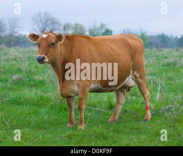 Vache laitière dans un pâturage Banque D'Images