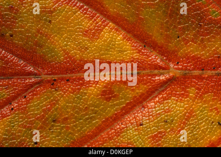 Autumn Leaf close-up. Banque D'Images