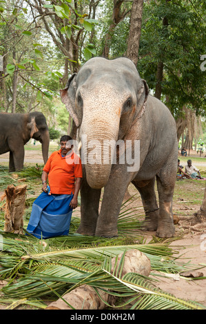 Elephant et Mahout au moment de l'alimentation dans un parc à Colombo Sri Lanka Banque D'Images