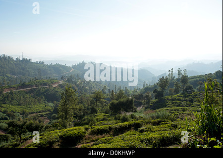 Matin brouillard dans les montagnes au-dessus de Kandy au Sri Lanka Banque D'Images