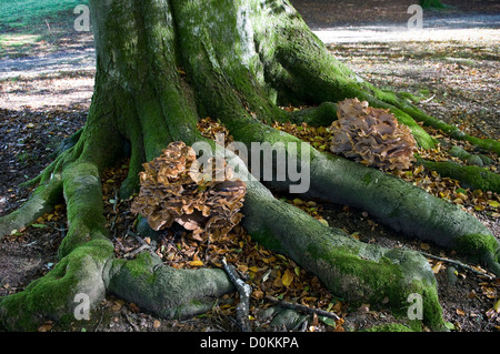 Un grand type de support de champignon poussant sur les racines d'un arbre à l'Ouest Dean Estate, Chichester, West Sussex, UK Banque D'Images