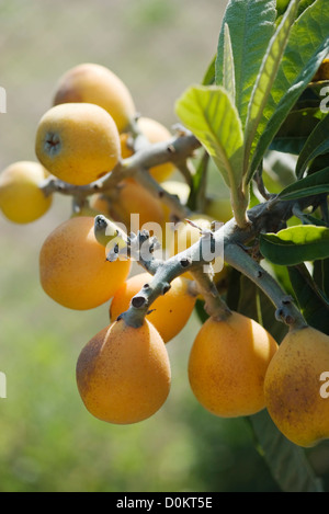 Loquat sur leur branche Banque D'Images