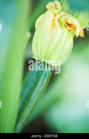 Plantes Fleurs de courgettes Banque D'Images