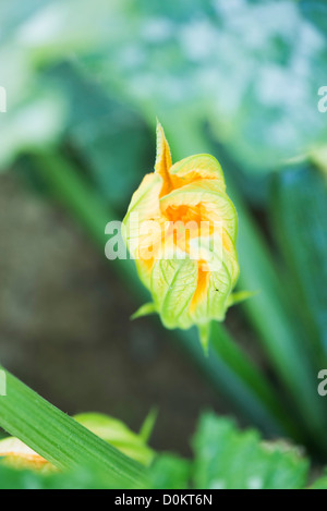 Plantes Fleurs de courgettes Banque D'Images