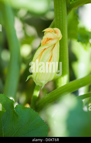 Plantes Fleurs de courgettes Banque D'Images