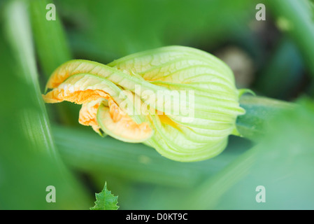 Plantes Fleurs de courgettes Banque D'Images