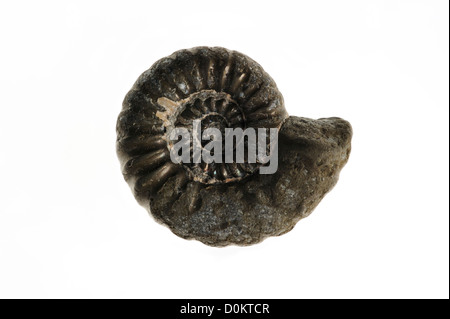 Promicroceras planicosta fossile d'ammonite de Lyme Regis, sur la côte jurassique, Dorset, dans le sud de l'Angleterre, Royaume-Uni Banque D'Images