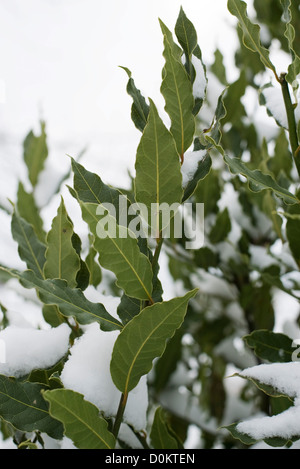 Laurel sous la neige Banque D'Images