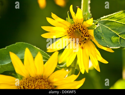 Une abeille et le crabe araignée sur un tournesol Bio Banque D'Images