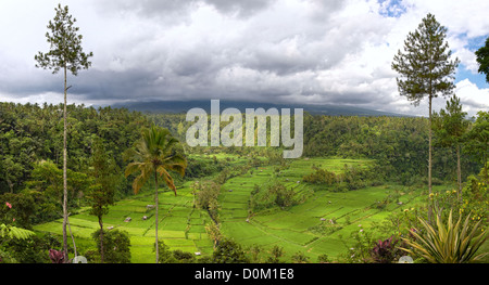 Panorama de la vallée avec champ de riz terrasses et vue sur le Mont Agung, Bali, Indonésie Banque D'Images