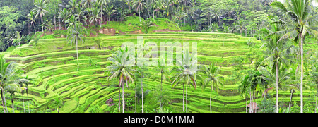 Vue panoramique de Tegalalang champ de riz terrasses, Bali, Indonésie Banque D'Images