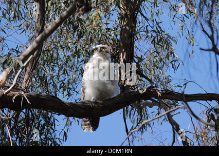 Owl Ninox puissant chick (strenua), Hanging Rock, Victoria, Australie Banque D'Images