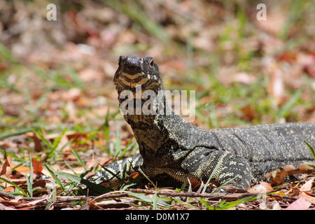 Lace Monitor / Goanna (Varanus varius), dernier verre National Park, New South Wales (NSW), l'Australie Banque D'Images